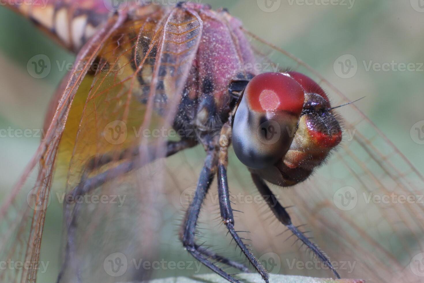 dragonfly standing on twig of tree photo