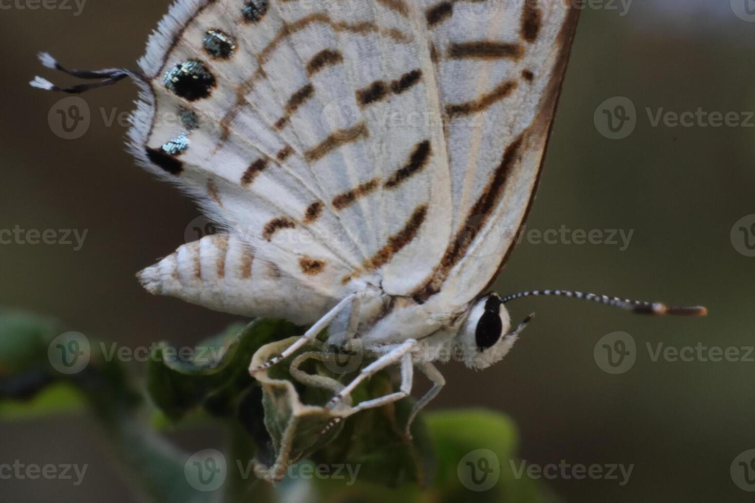 a butterfly standing on twig tree photo