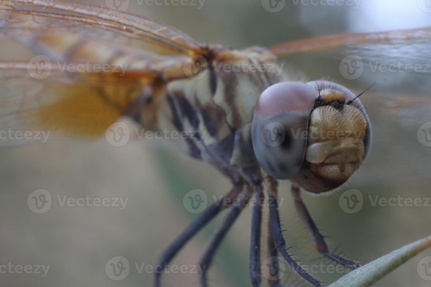 dragonfly standing on twig of tree photo