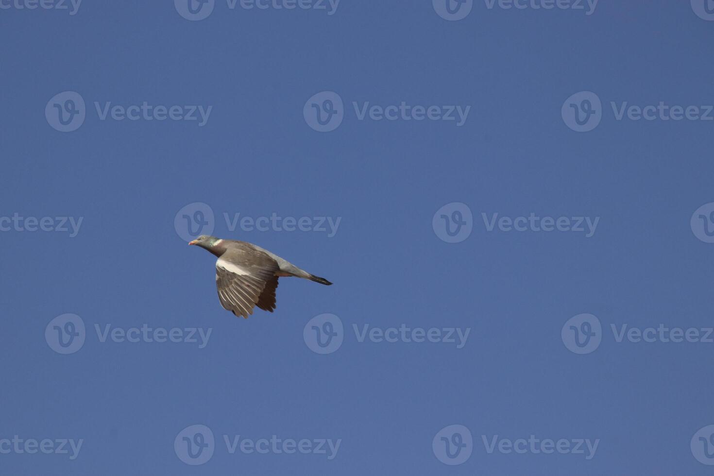 dove flying in blue sky photo