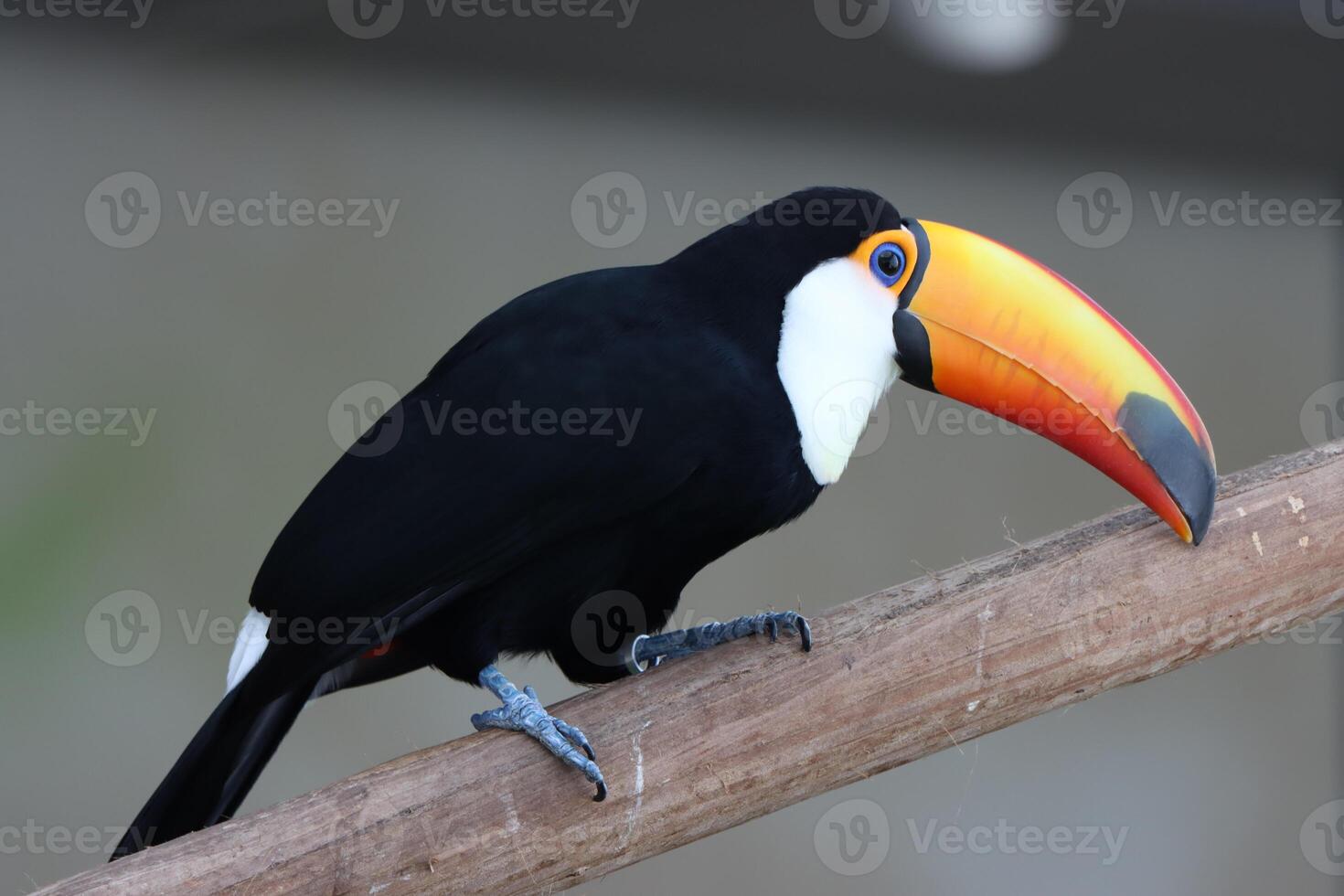 toucan bird standing on twig tree in tropical forest photo