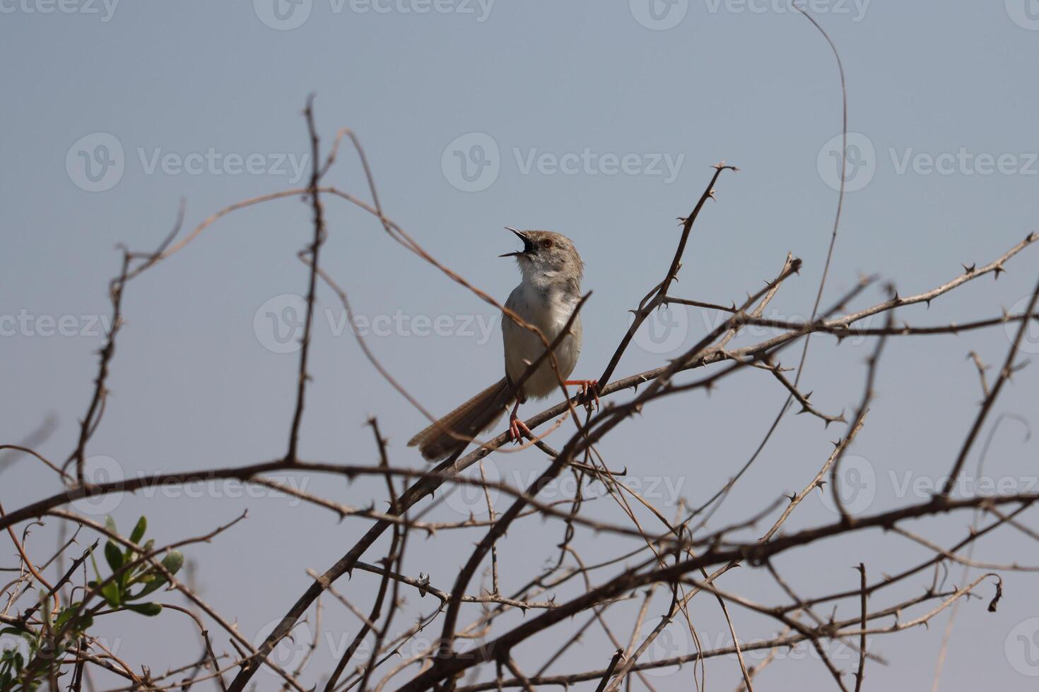 song sparrow standing on twig tree photo