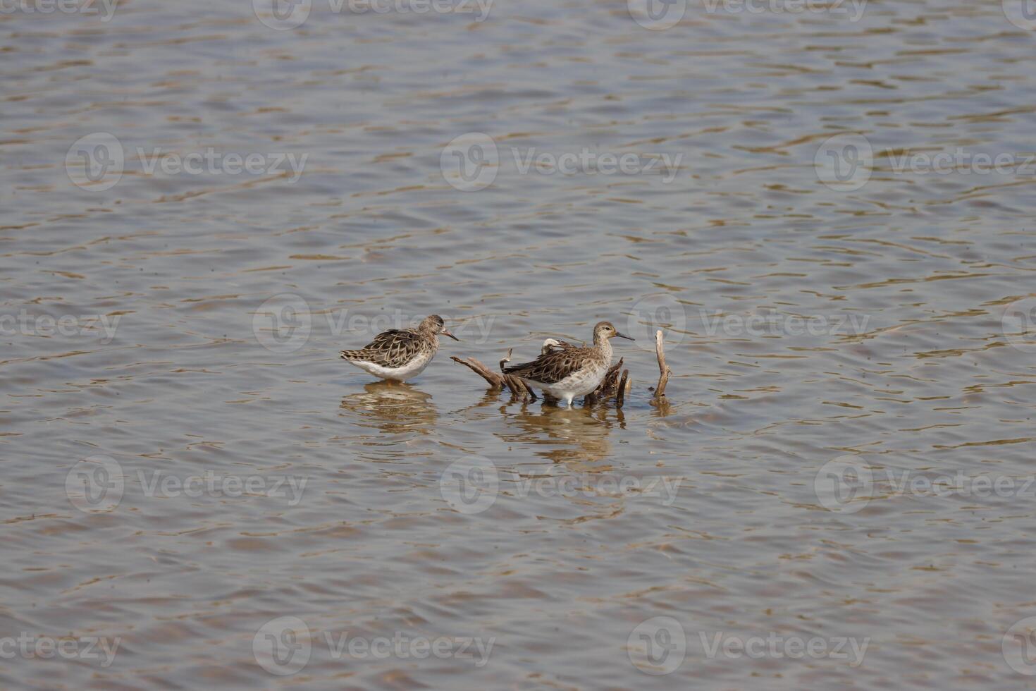 ruff birds swim in water photo