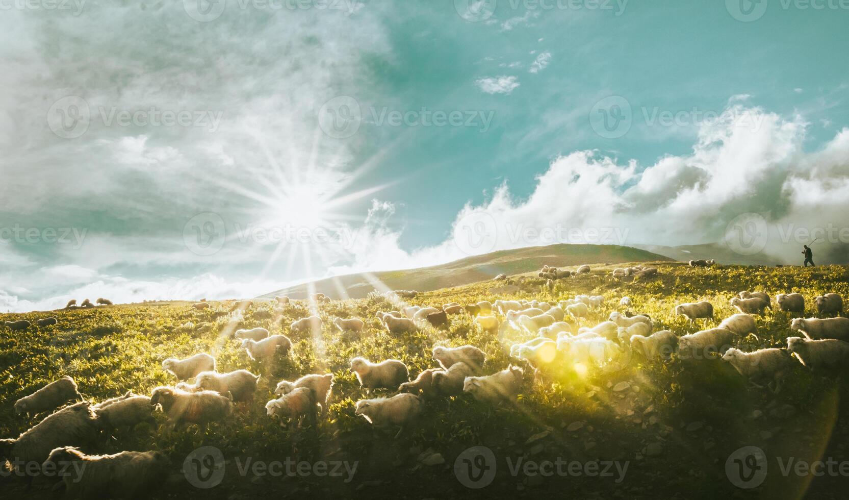 Flock of sheep in a countryside of Georgia surrounded by scenic landscape. Flock of sheep go to low lands for winter in mountains region photo