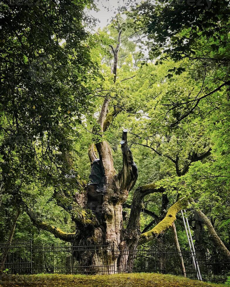 Oldest lithuanian oak tree Stelmuze in north of Lithuania. Two thousand years old tree surrounded by fence and wooden support to its branches photo
