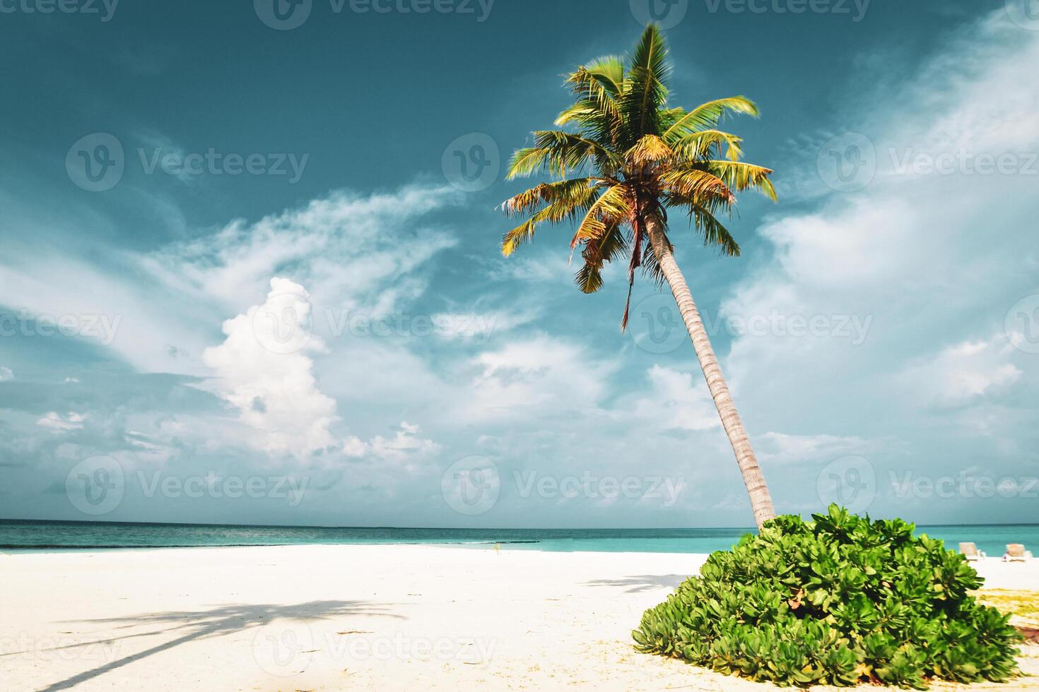 Shot Single one palm tree and cumulus clouds motion on blue sky, summer sunny day. Sunbeds no tourist photo