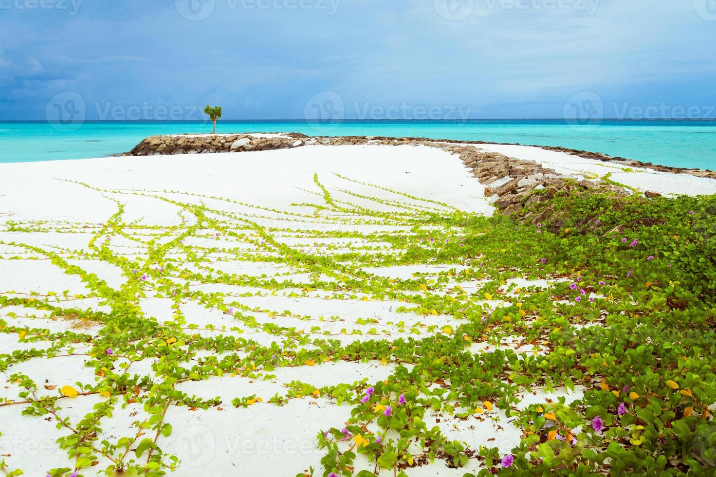Greenery and wild flowers on white sand beach with turquoise ocean water coast background. Beautiful romantic Maldives island tropical landscape panorama postcard photo
