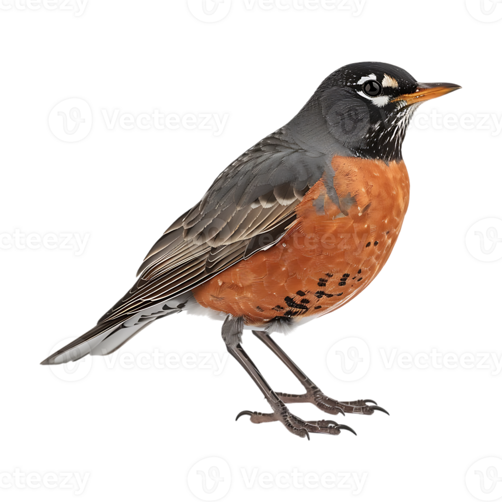 American robin on Transparent Background png