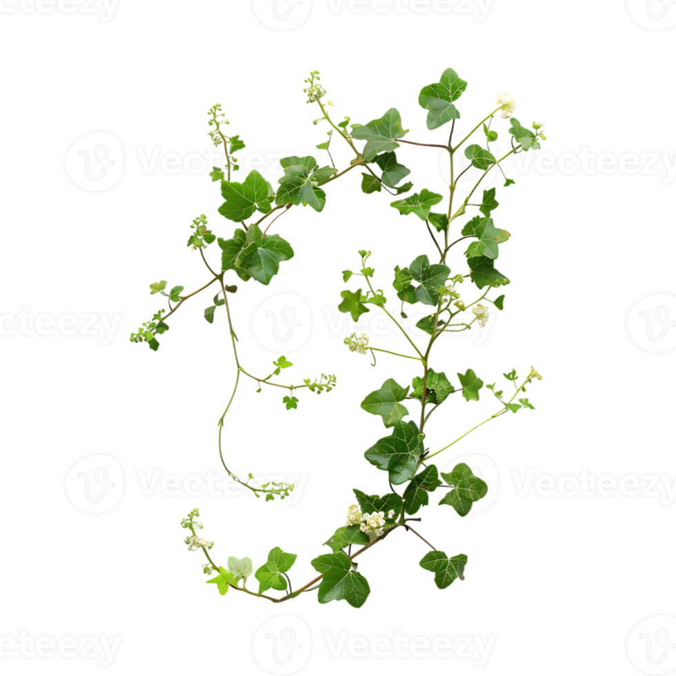 Beautiful Ivy vines on Transparent Background png