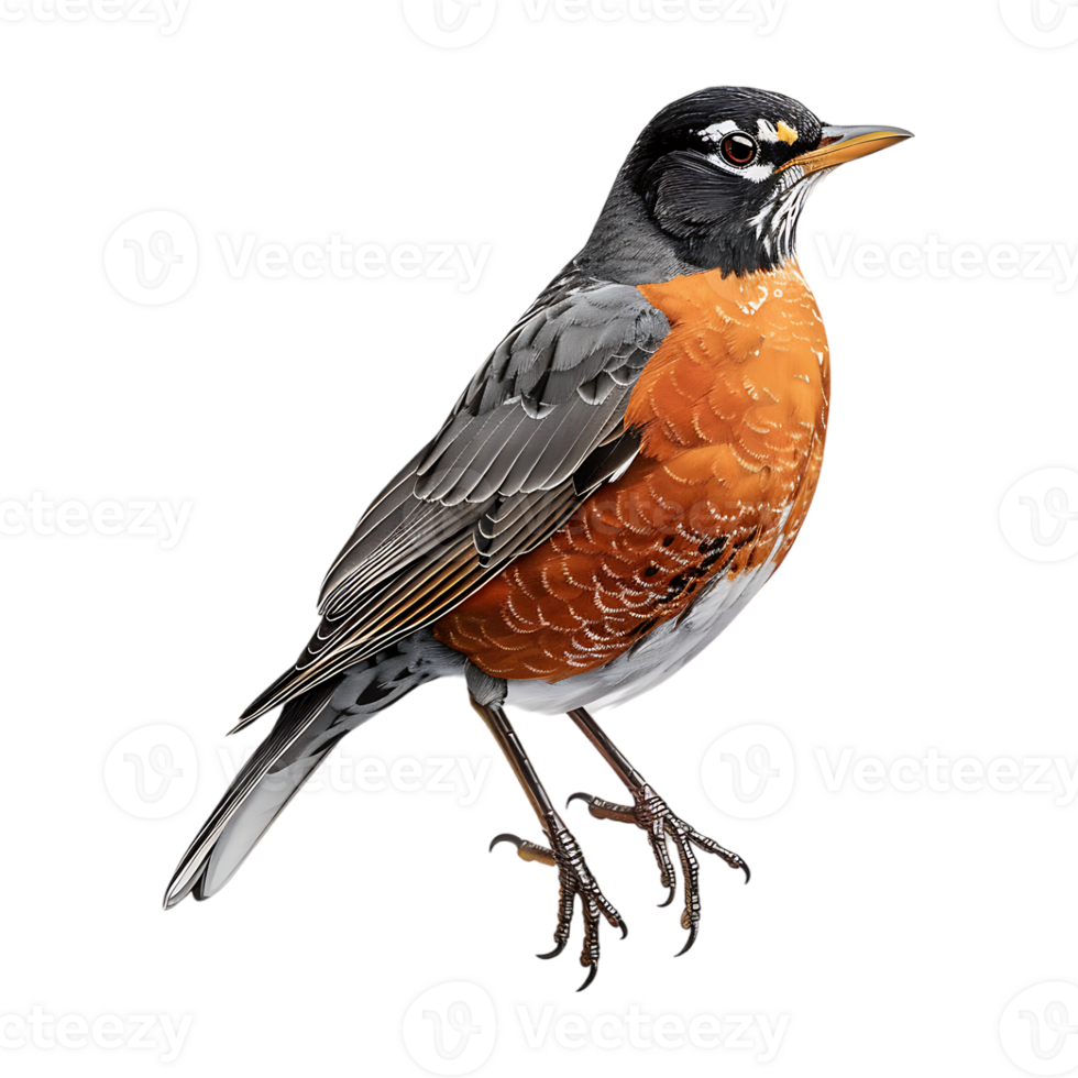 American robin on Transparent Background png