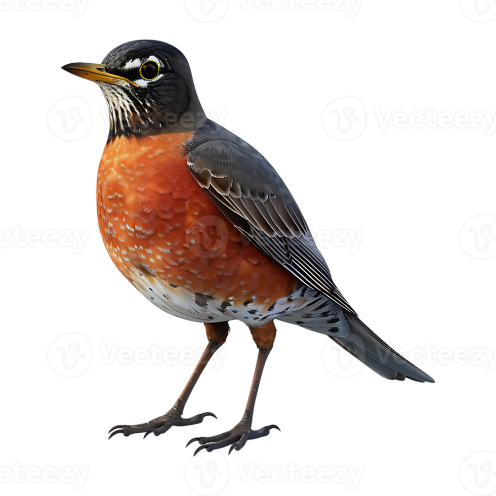 American robin on Transparent Background png