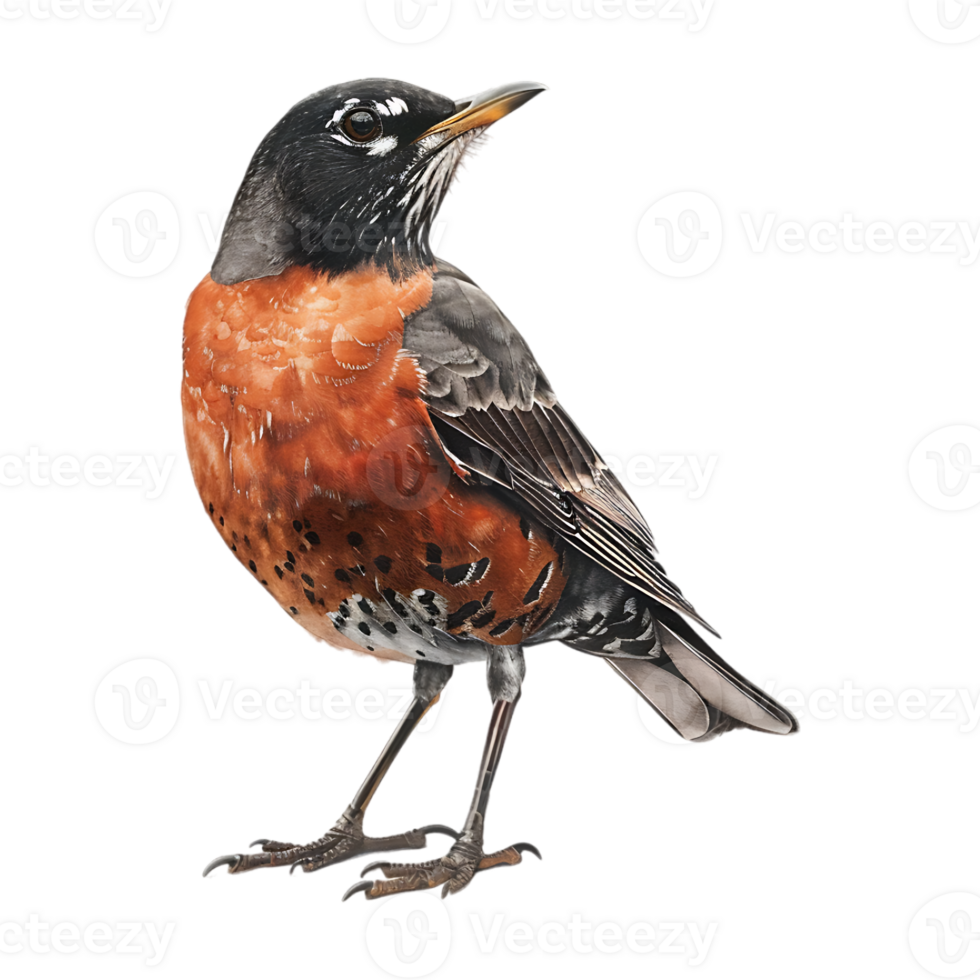 American robin on Transparent Background png