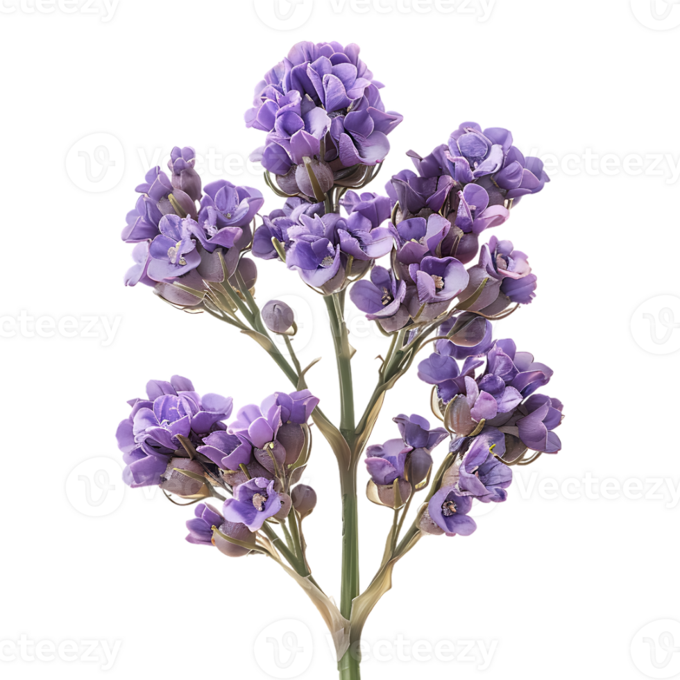 Limonium sinuatum flower on Transparent Background png