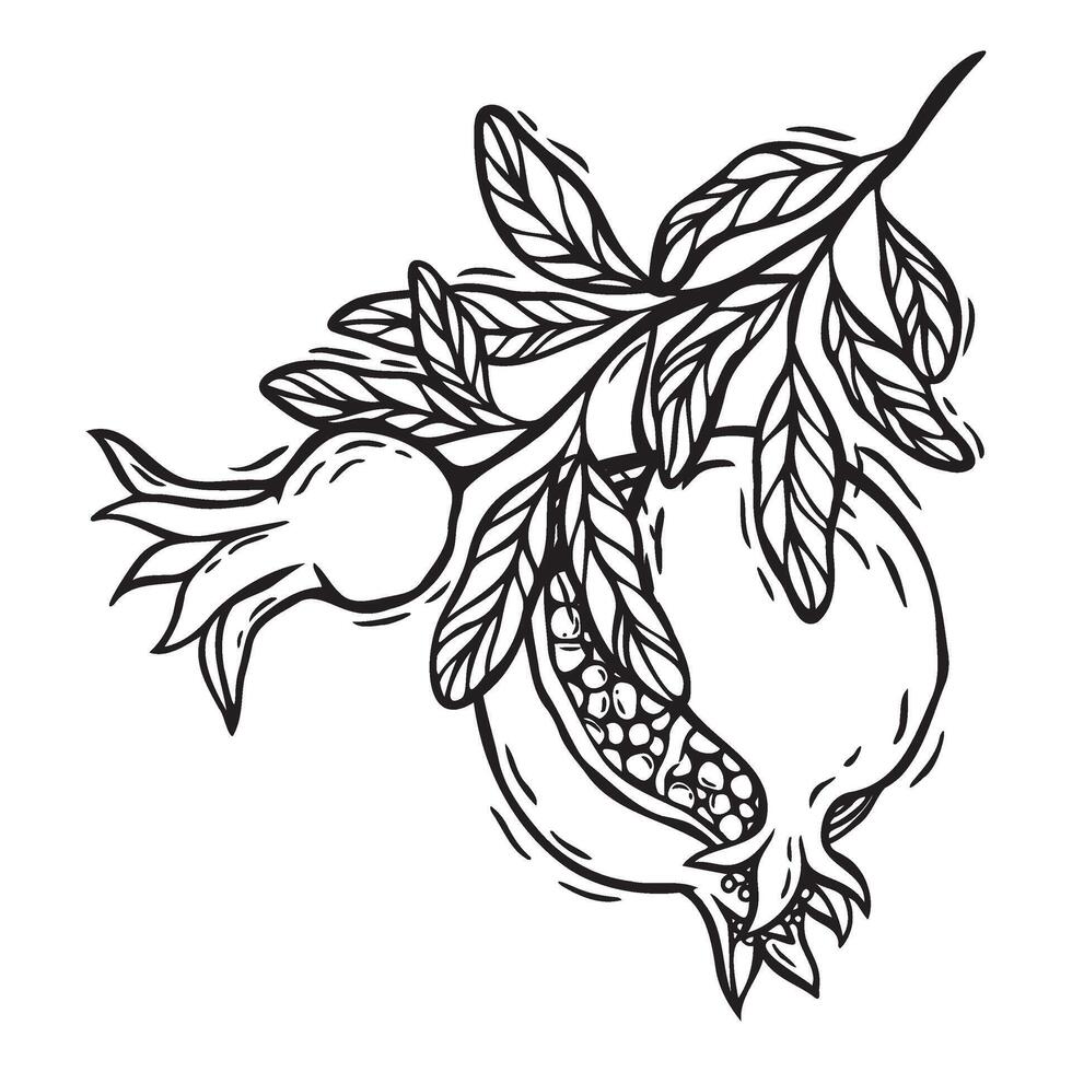 Branch with pomegranate leaves and fruits. botanical black and white illustration, hand drawn in linocut style on isolated background. Drawing for food and cosmetics packaging design, packaging vector