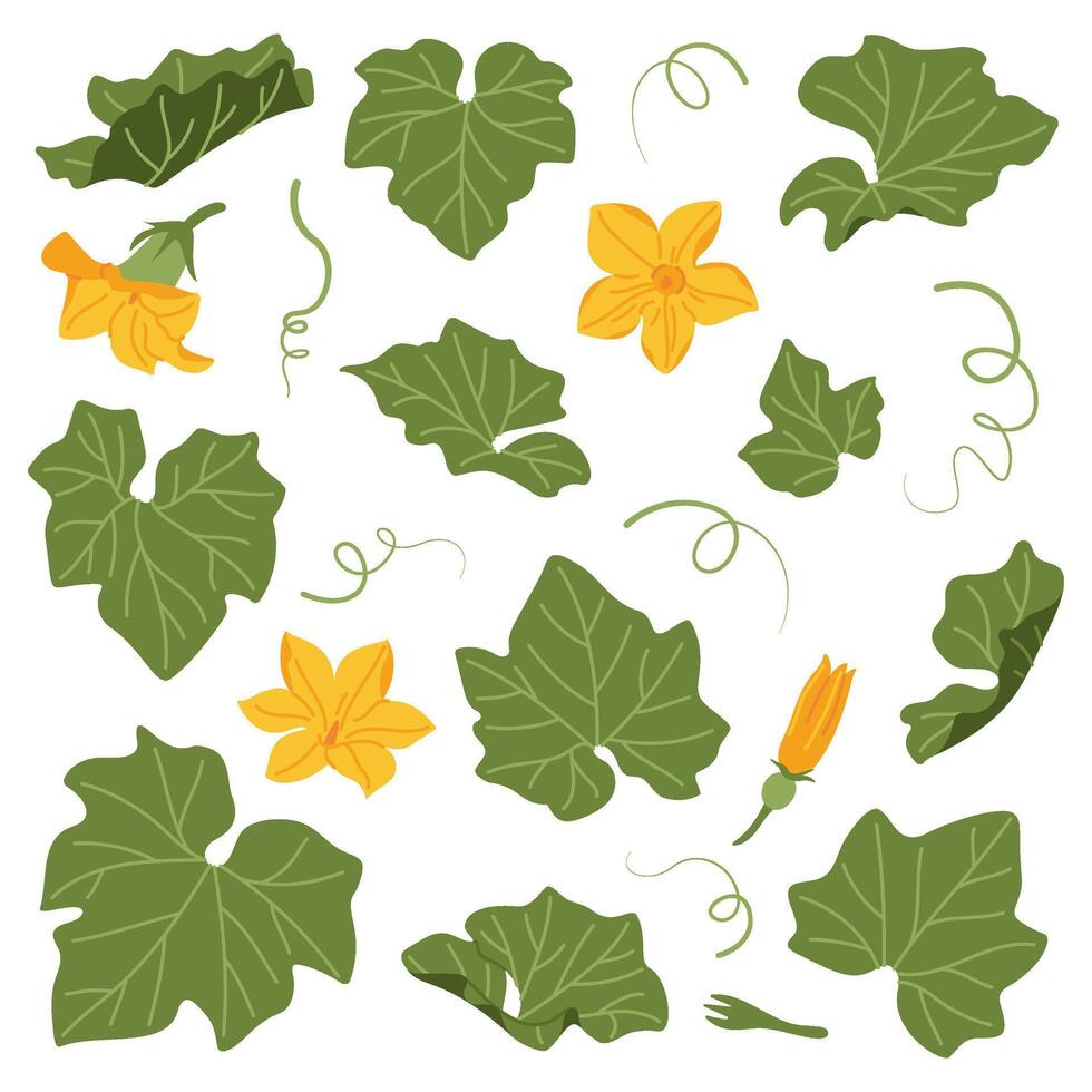 Pumpkin leaves, flowers and vines plant. Hand drawn trendy flat style isolated on transparent background. Autumn Harvest, Thanksgiving concept illustration vector