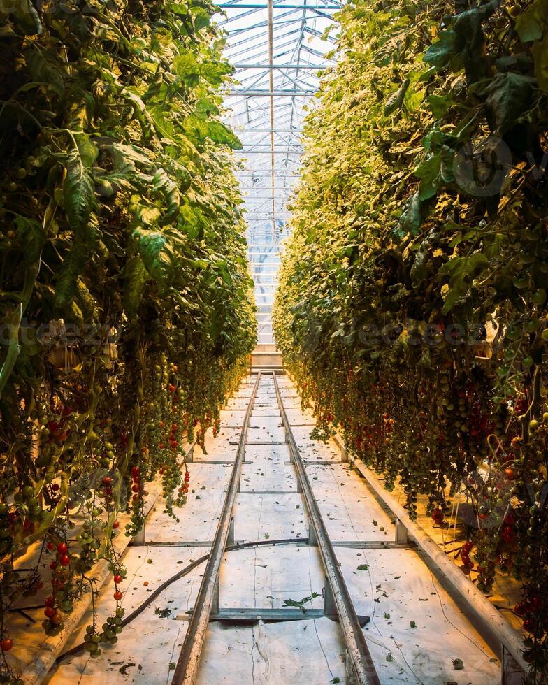 South Iceland, 2023 - tomato plants and paths in Fridheimar-visitors friendly tomato farm greenhouse.Icelandic vegetable fresh produce and Agriculture business in Iceland photo