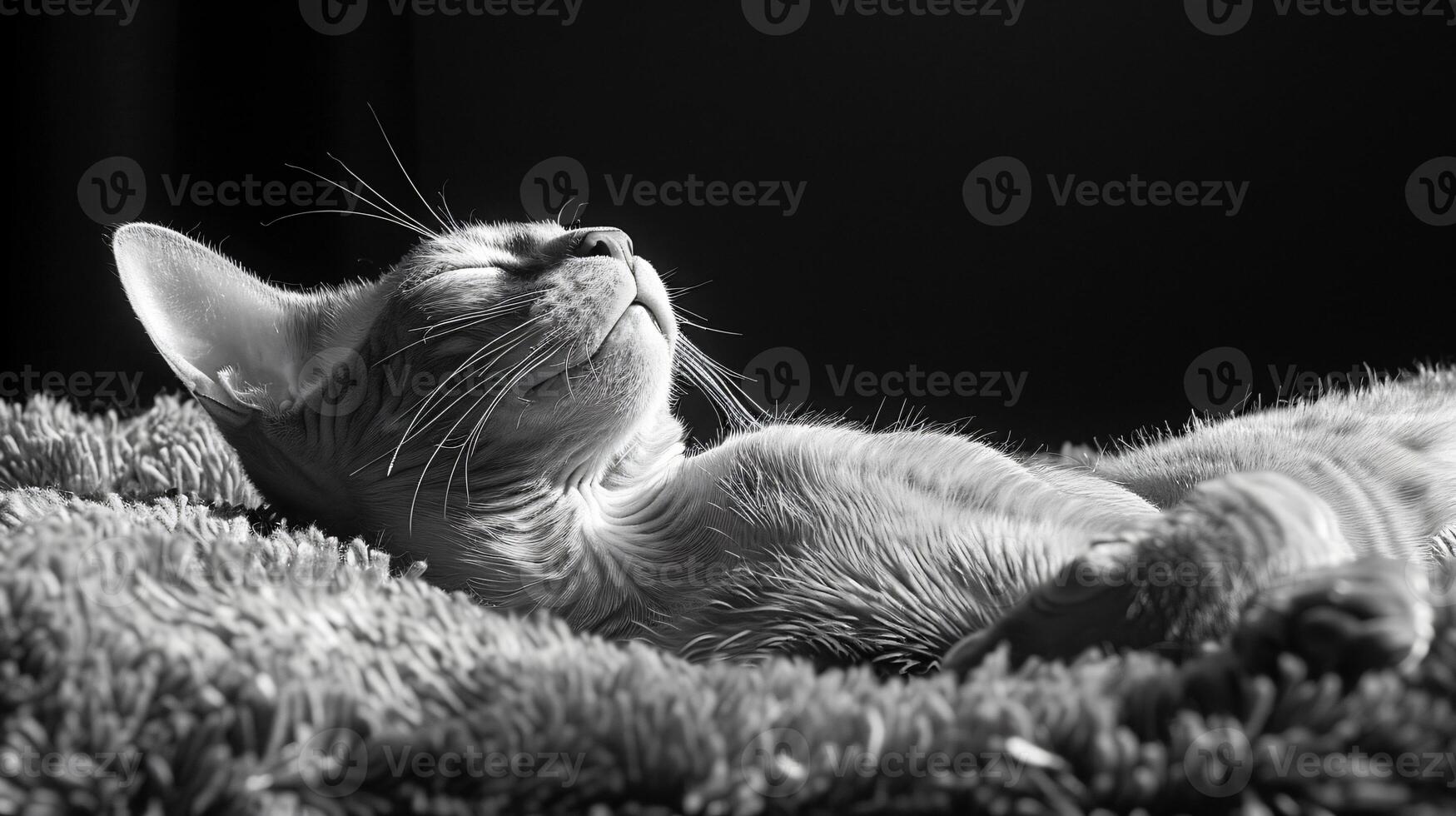 masterpiece HD quality pet photography for international cat day. photo