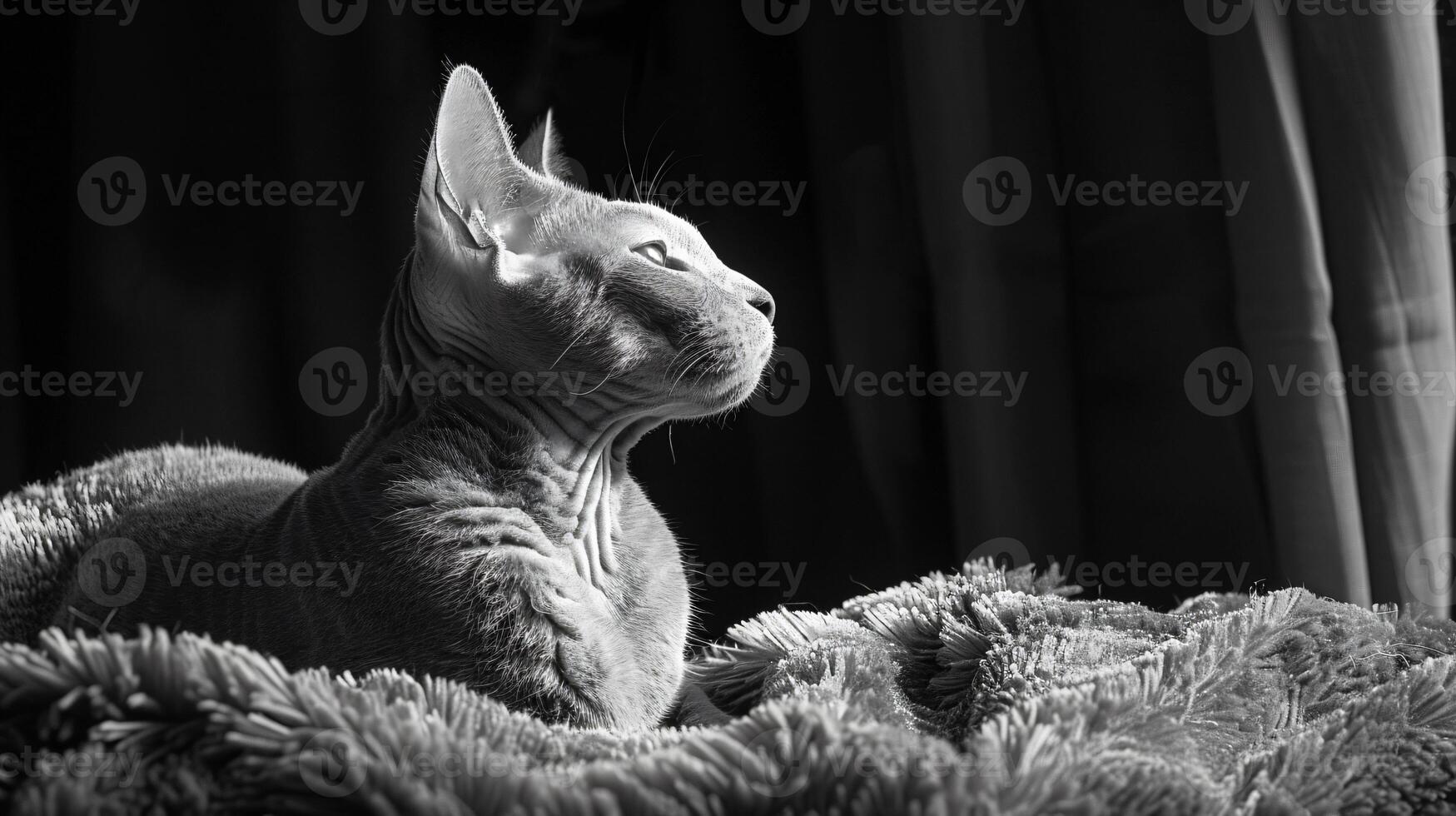 masterpiece HD quality pet photography for international cat day. photo