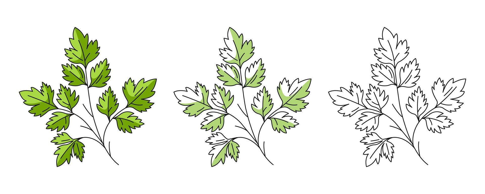 Parsley, colorful and line icons set. Farm vegetable greens, outline icon, monochrome and color. Healthy nutrition, organic food, vegetarian product. For logo, coloring book, sticker, menu vector