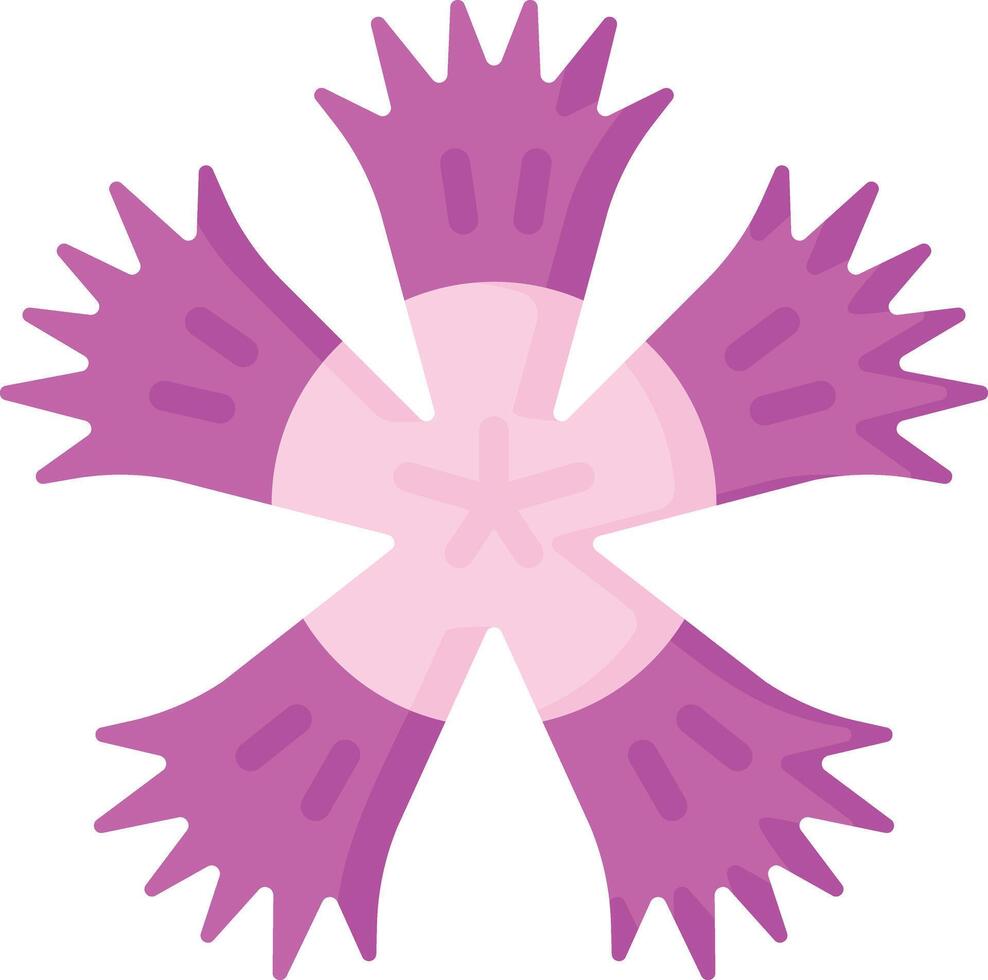 fringed dianthus illustration design vector