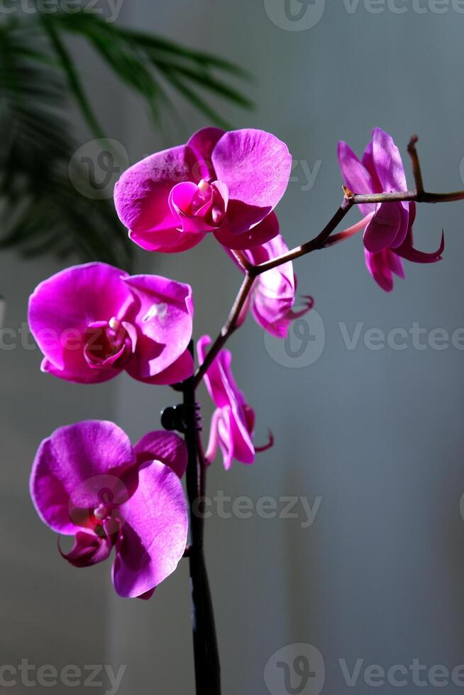 Macro of purple orchid flower, Pink phalaenopsis moth orchid close-up. Spring and summer nature background, postcard design, wallpaper photo