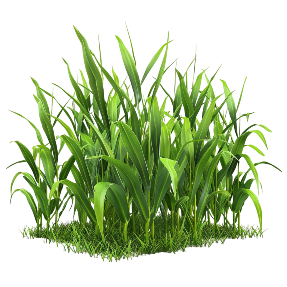 The grass image png