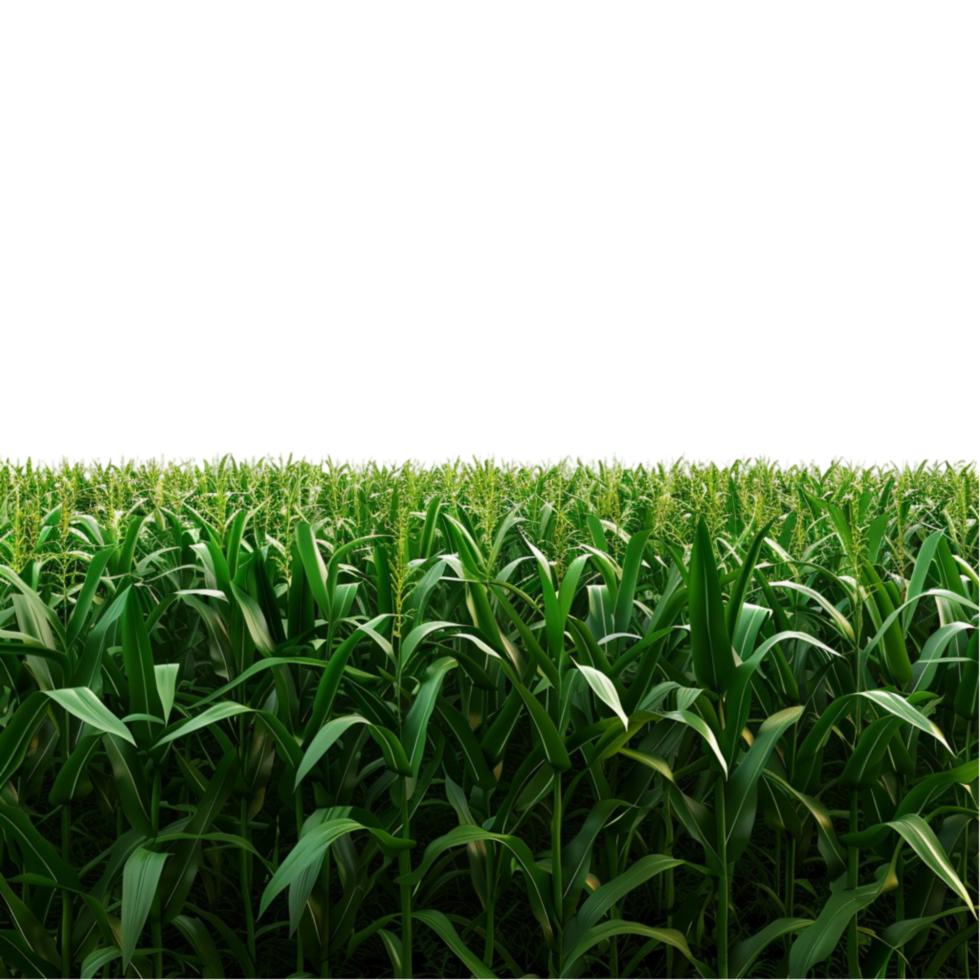 corn field with green grass png