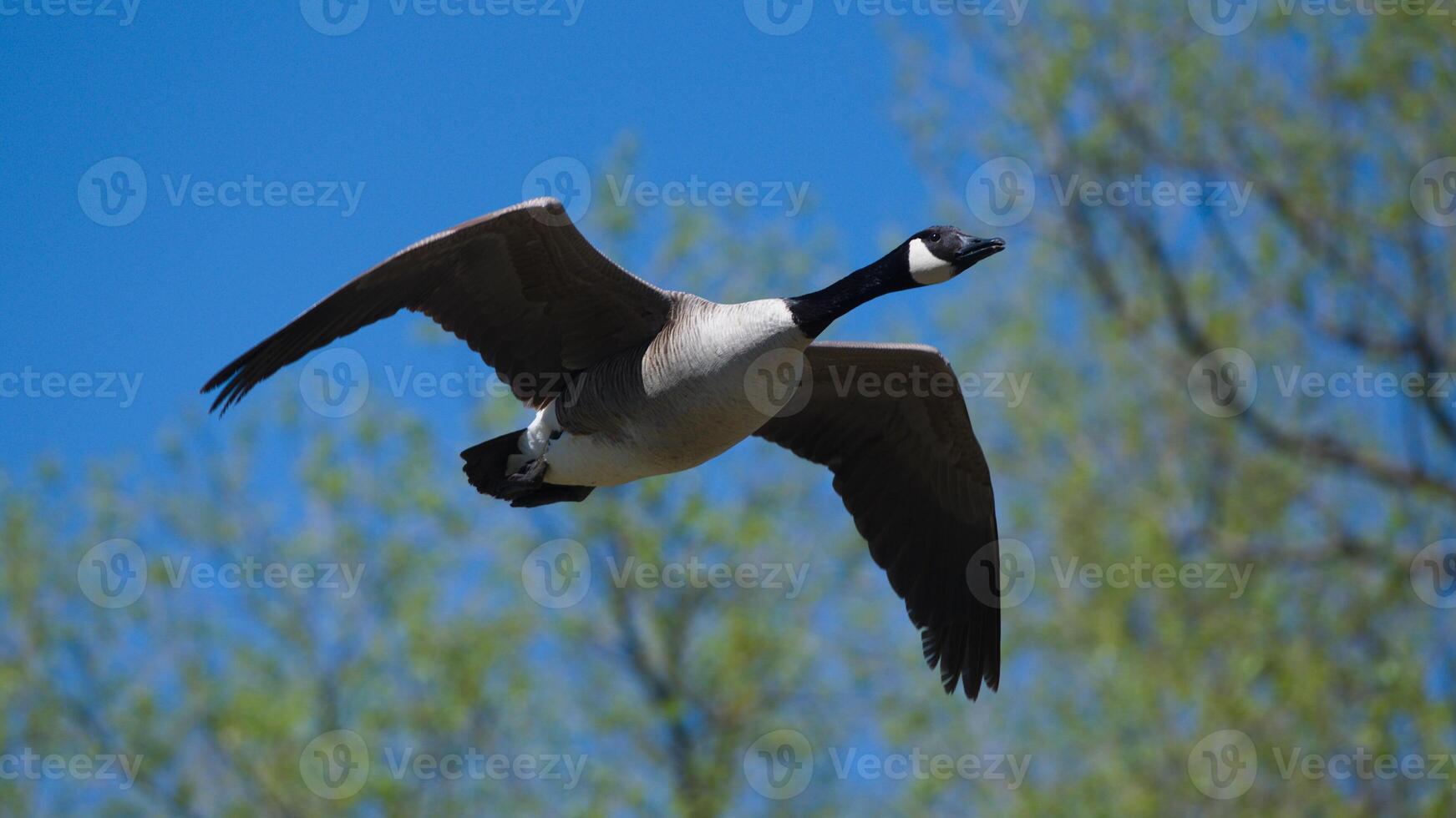 Majestic Bird Soaring Through Azure Sky photo