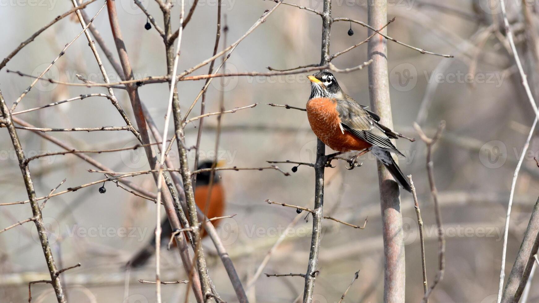 Harmonious Avian Duo Perched on Tree Branch photo
