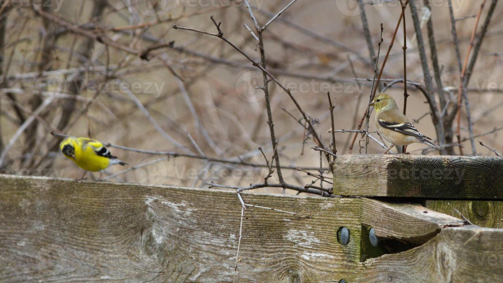 Harmony in Nature. Pair of Birds Perched on a Wooden Fence photo