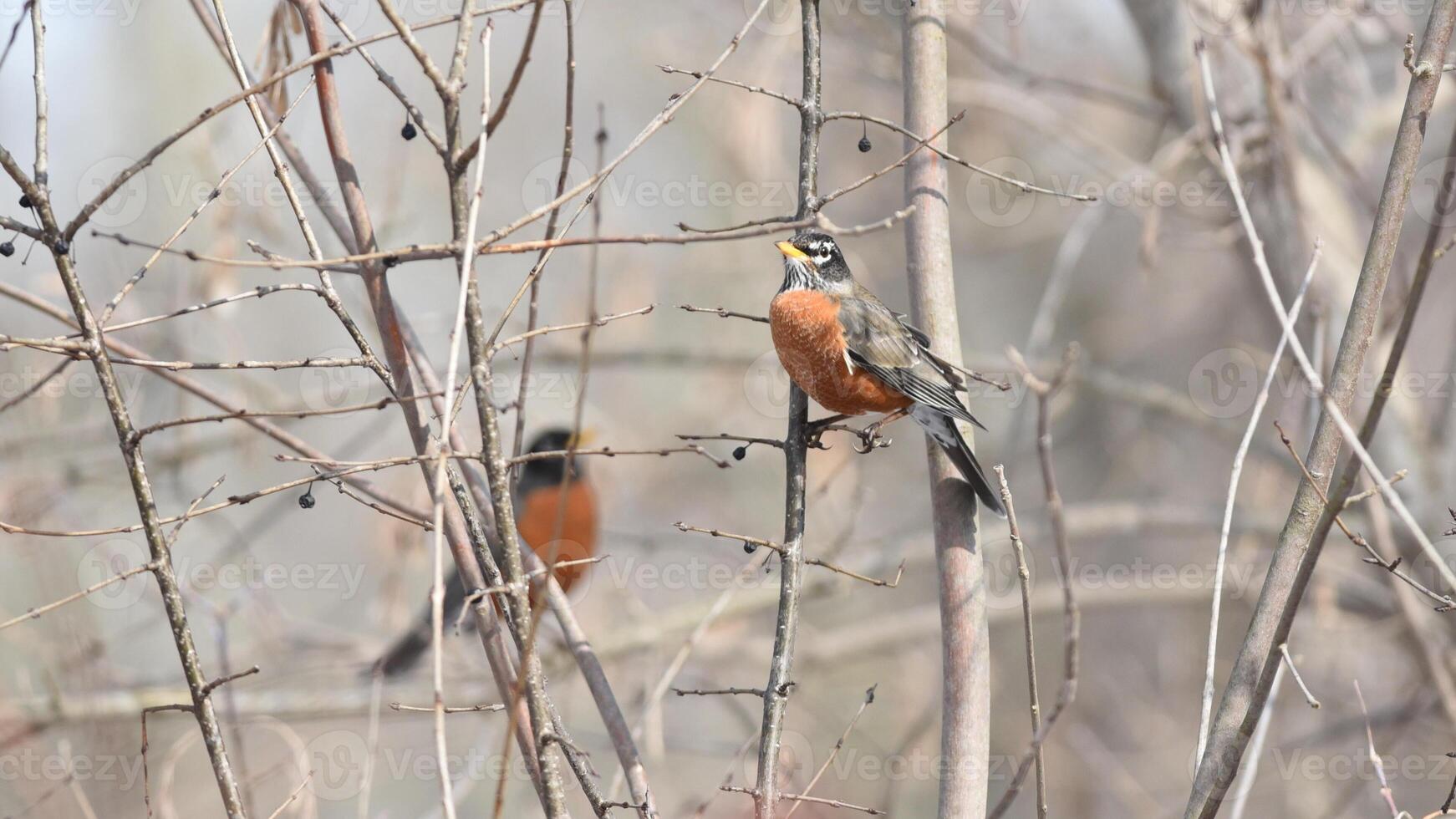 Majestic Avian Duet Atop Maple Branch photo