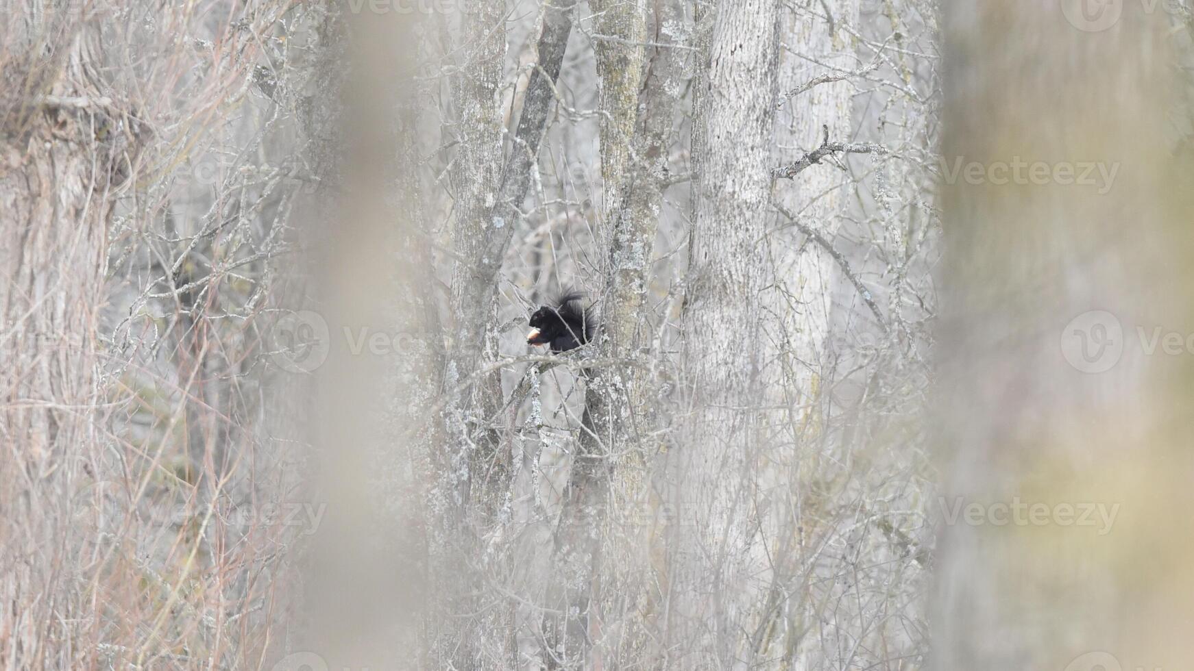 Black Squirrel Feasts on Food Amid Winter Forest in Toronto photo