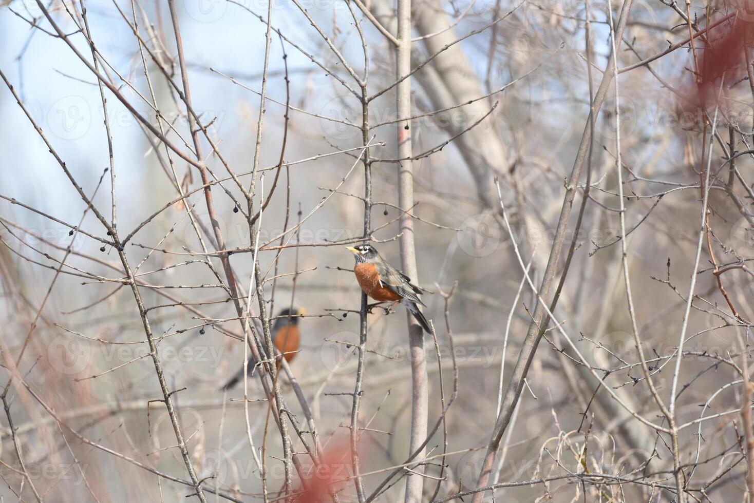 Feathered Harmony. Pair of Birds Perched on Tree Branch photo