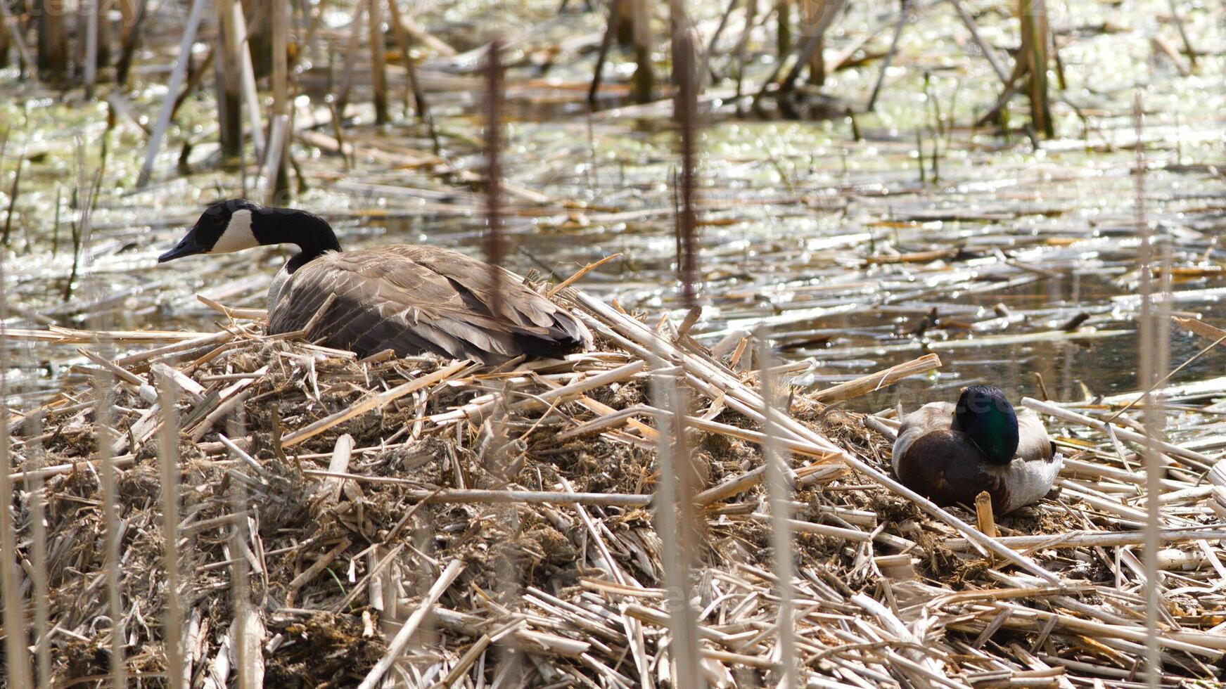 Quacking Quirk. Ducks Perched on Rustic Grass Bed photo