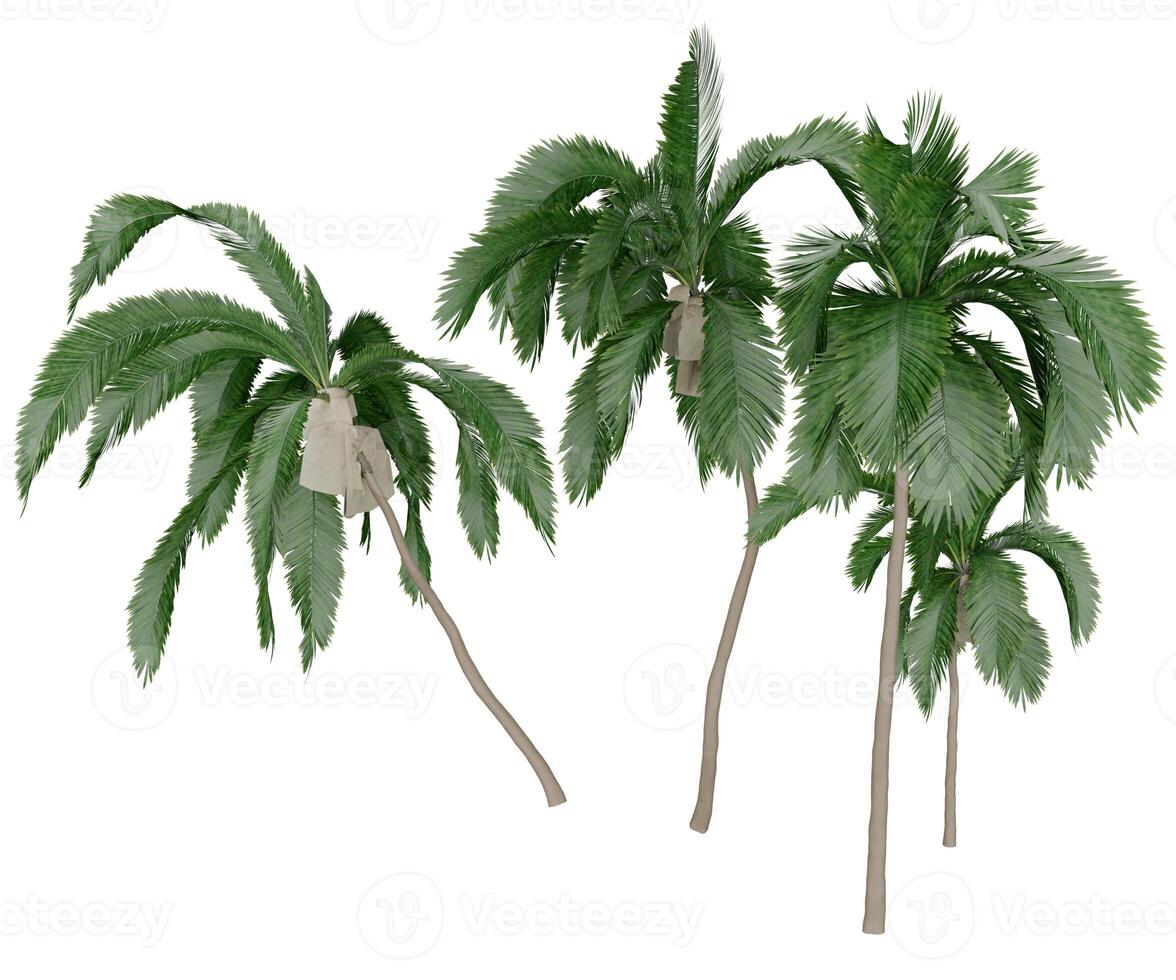 3d rendering three beach palm trees photo