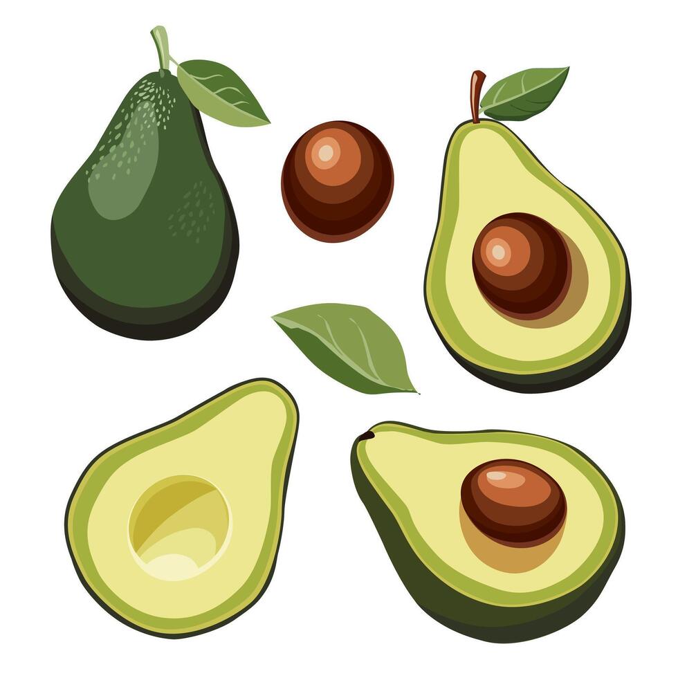 Set of fresh whole and half cut seedless green avocado and seed separately. Isolated on white background. Side view. food illustration in flat style for design of card, banner, poster for party vector