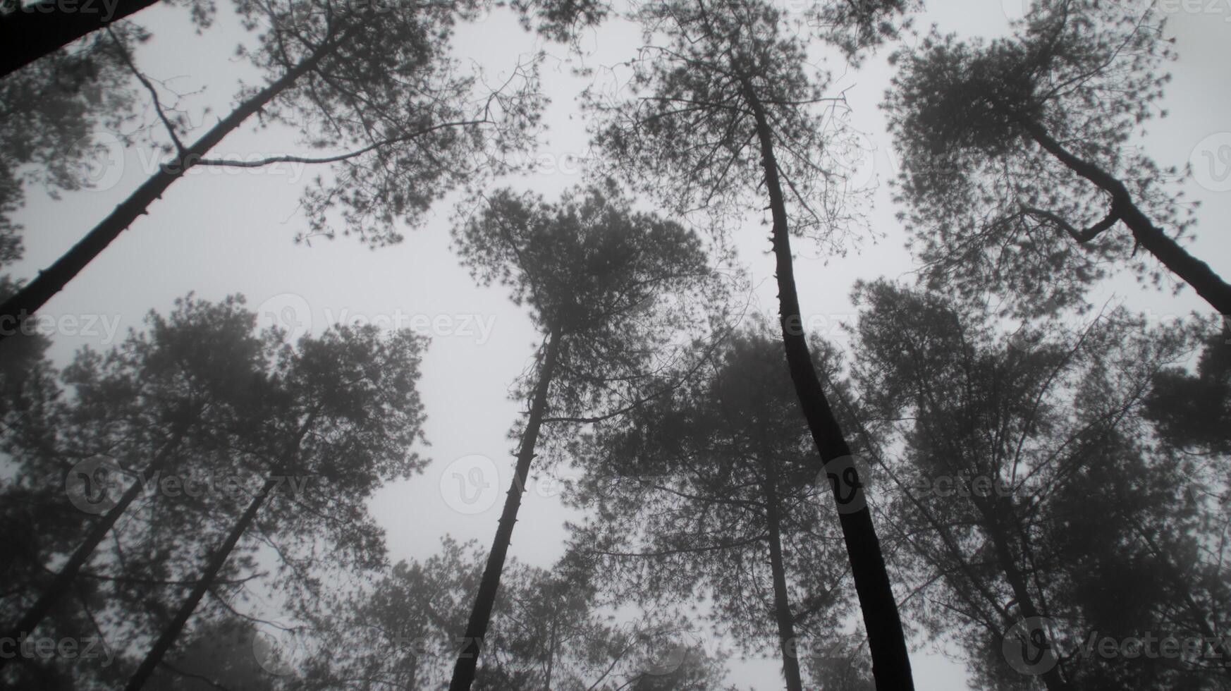Misty pine forest in grayscale, tree silhouettes reaching skyward on a foggy day, creating a serene and mysterious atmosphere, vertical perspective, perfect for nature and tranquility themed imagery photo
