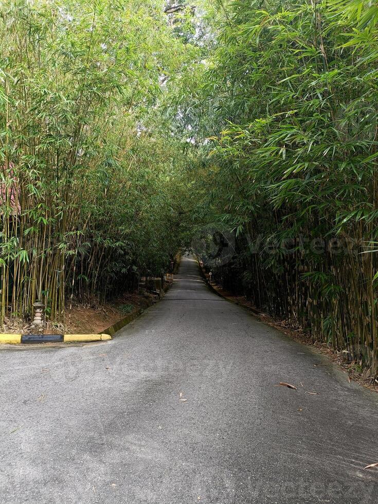 Serene Bamboo Forest Pathway with Lush Green Foliage in Tranquil Nature Park, Capturing Peaceful Road Surrounded by Dense Bamboo Trees on Overcast Day photo