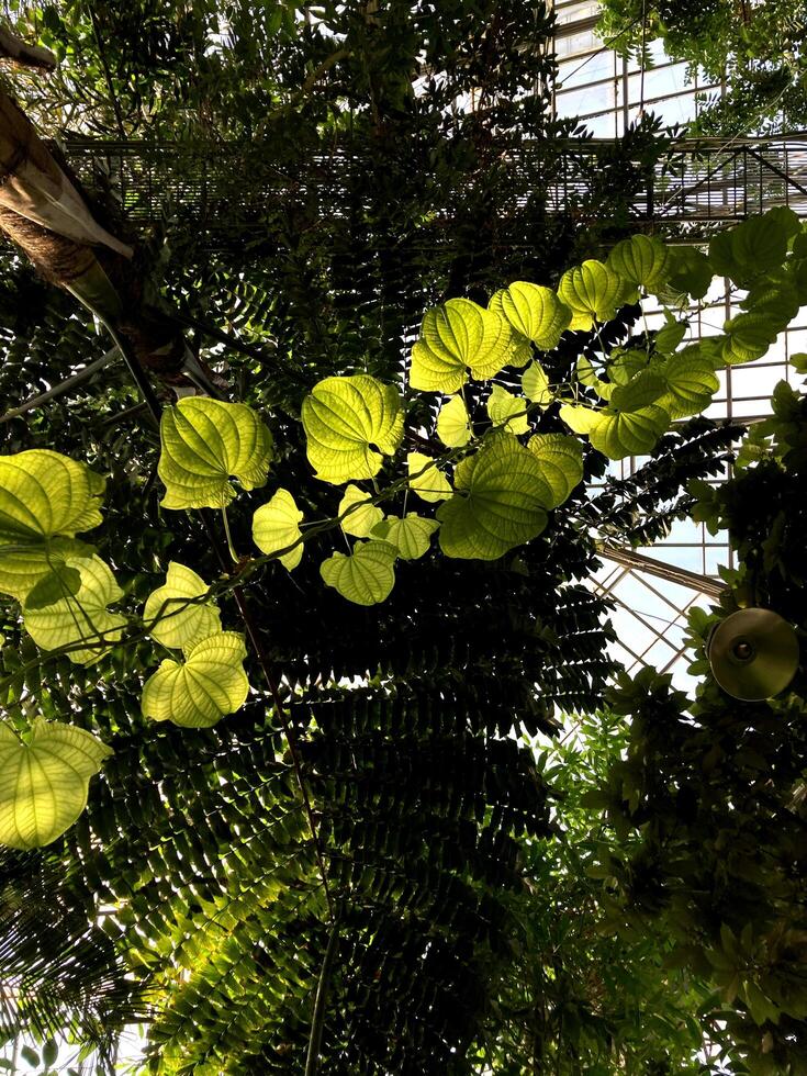 Green Forest. Fairy Forest. Trees pattern. Camera movement inside the forest. Wonderful green forest in summer. photo