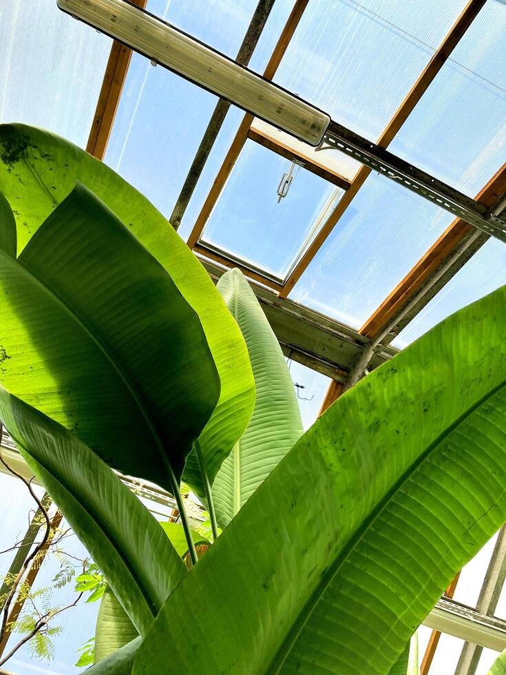 Banana tree with a bunch of bananas and huge green leaves. A bunch of green growing bananas. photo