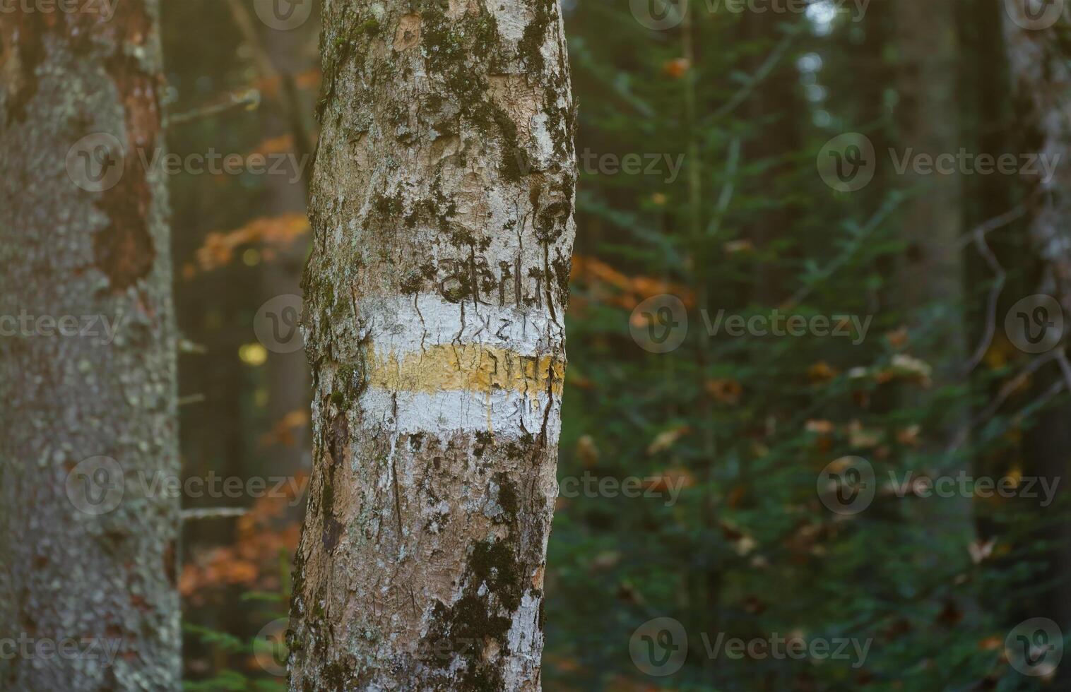 Walking trail background. Yellow and white forest path on brown tree trunk. Guide sign made with paint on hiking trail. Symbol points right way to go photo