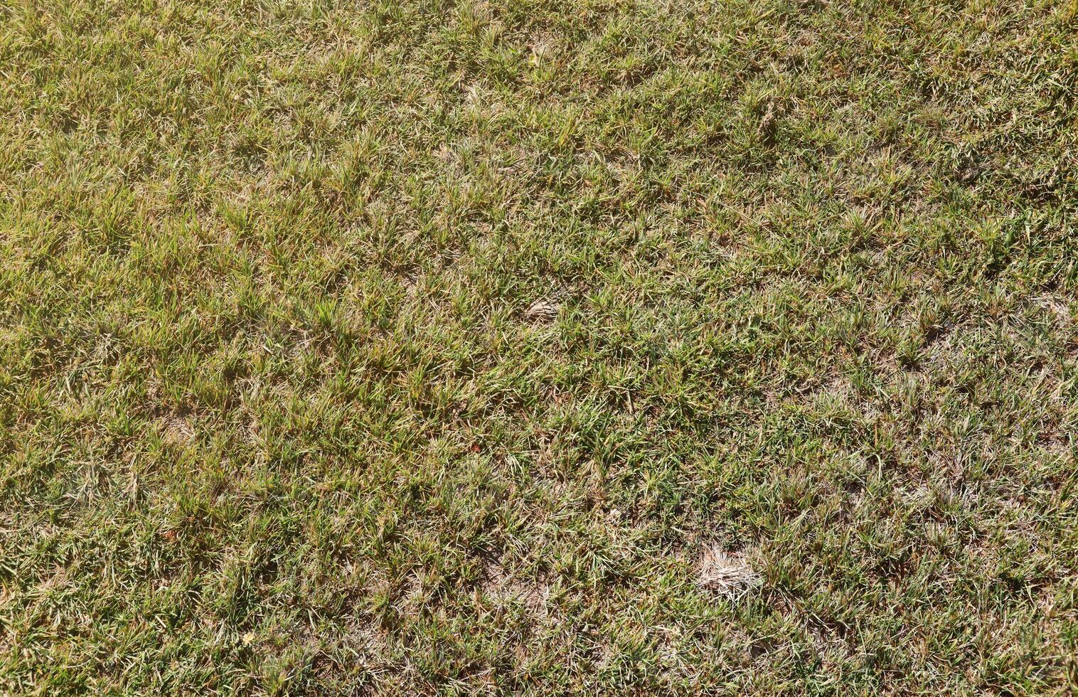 Field of fresh green grass texture as background top view photo