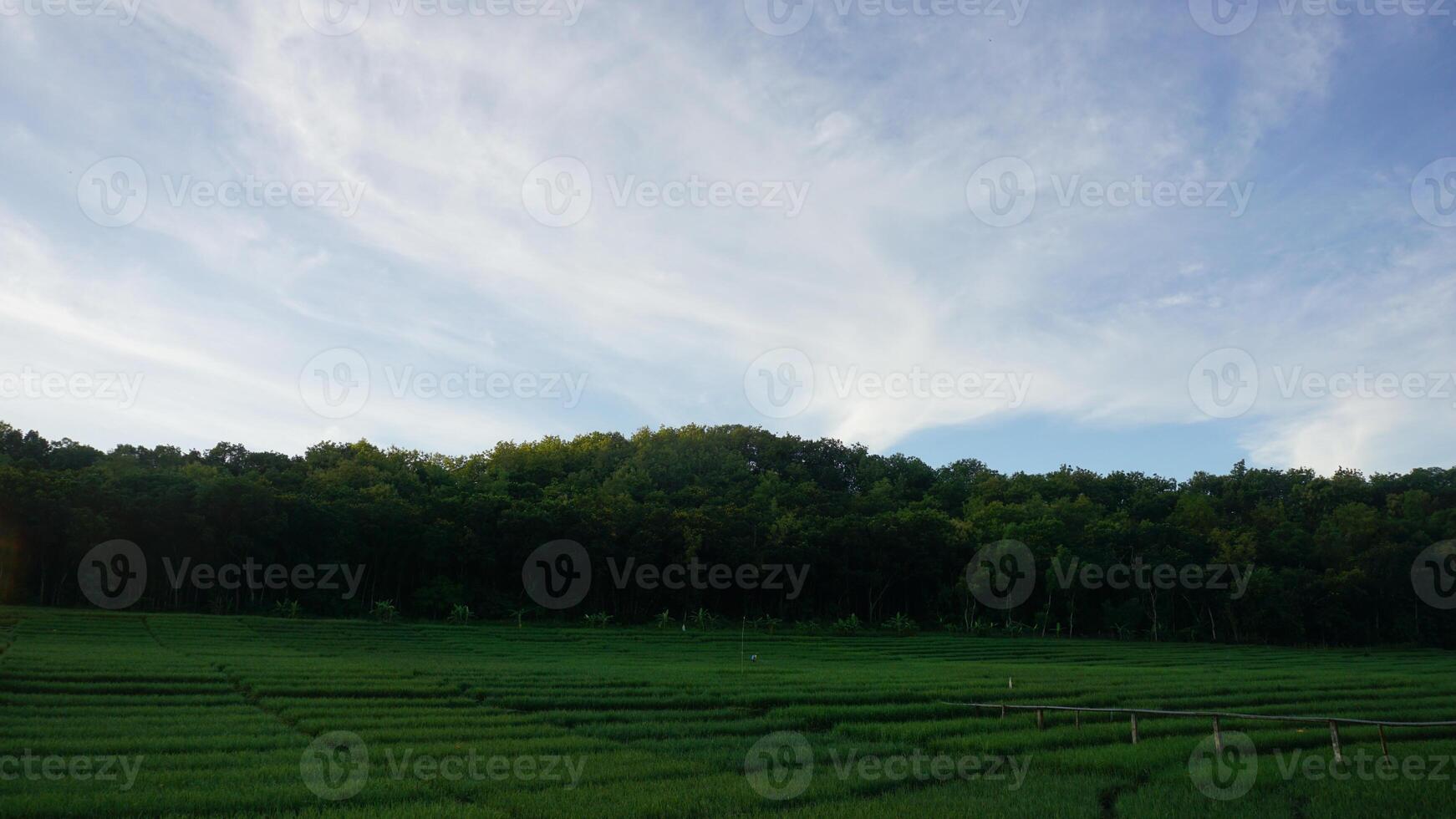 terraced rice fields in the mountains photo