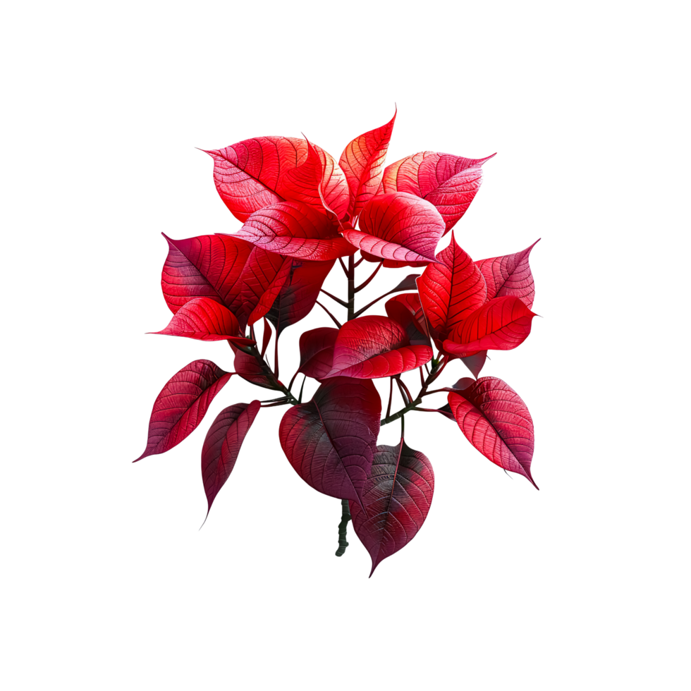 Vibrant Red Poinsettia Plant png