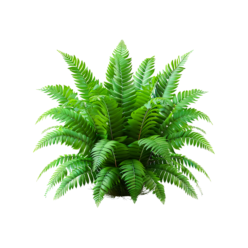 Fern Plant with Intricate Fronds png