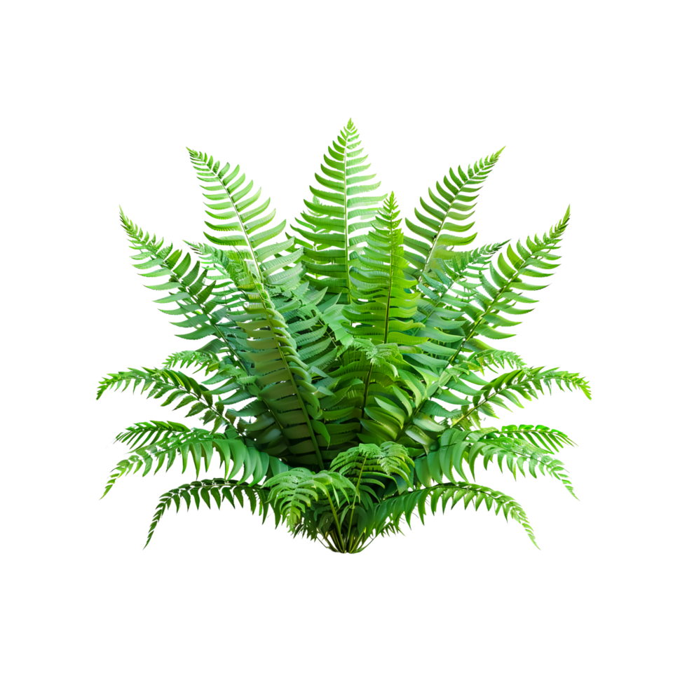 Fern Plant with Intricate Fronds png