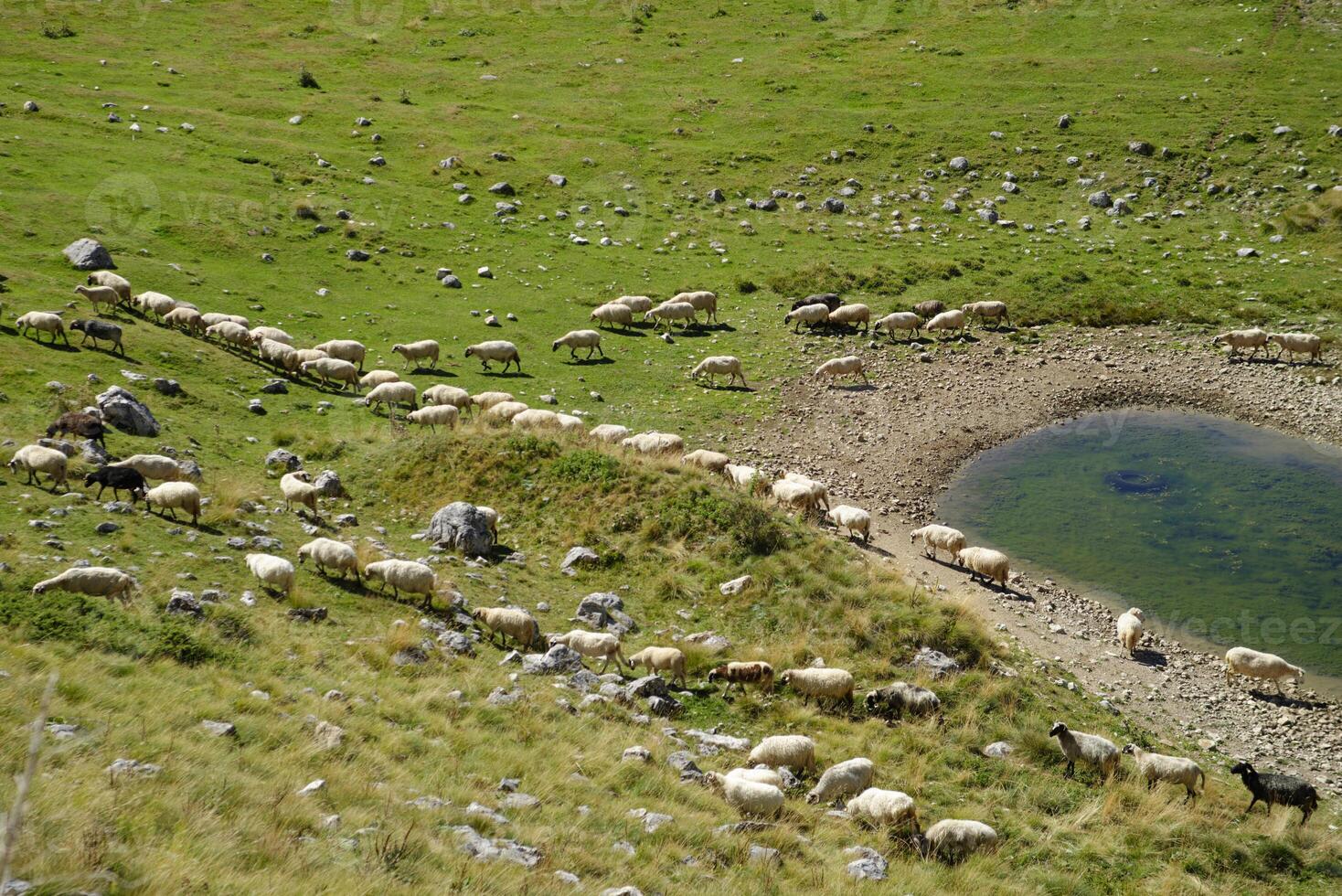 Sheep on a lush green field. Rural lifestyle and animal husbandry. Group of domestic sheep on meadow eating grass. Sheep graze the pastures in the mountains. photo