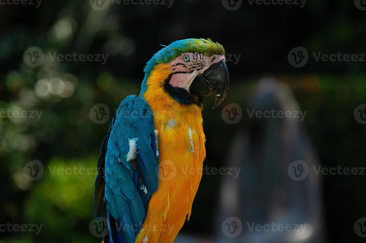 Blue macaw in the wilderness photo
