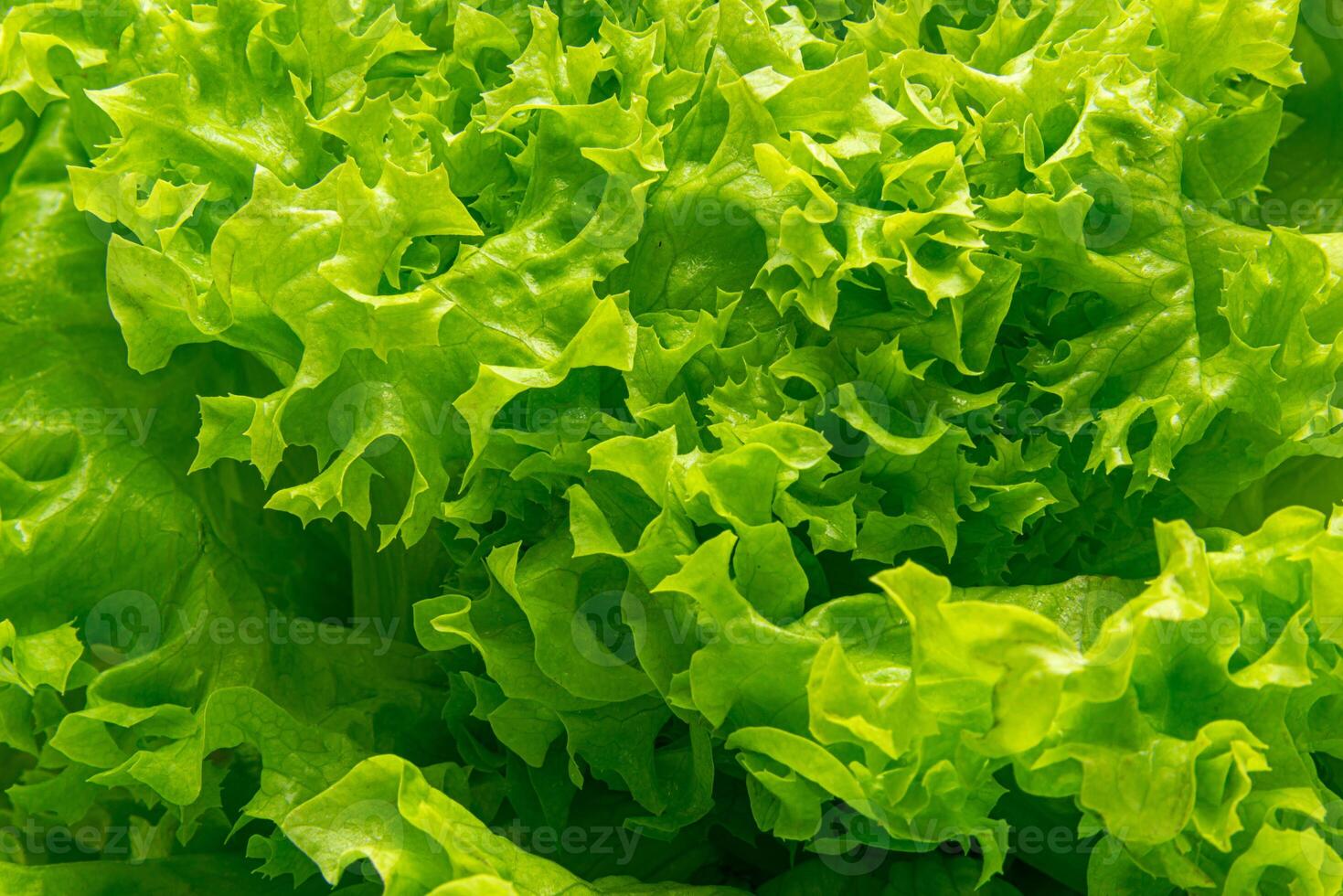 Green lettuce in white background photo