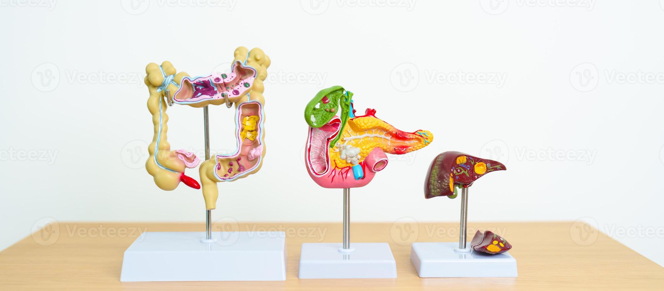 human Digestive system anatomy model, Pancreas, Gallbladder, Bile Duct, Liver and Colon Large Intestine. Disease, healthcare and Health concept photo
